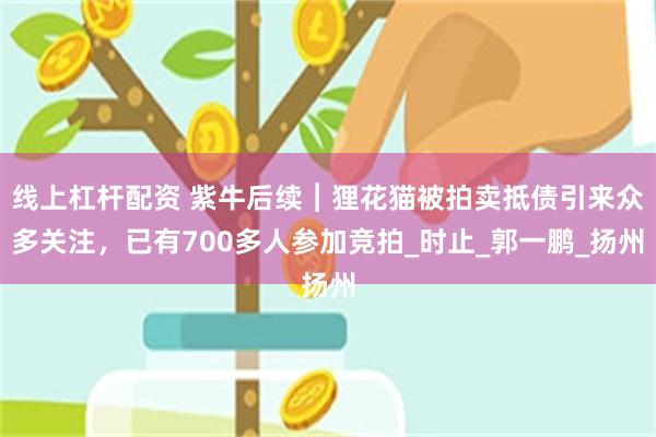 线上杠杆配资 紫牛后续︱狸花猫被拍卖抵债引来众多关注，已有700多人参加竞拍_时止_郭一鹏_扬州